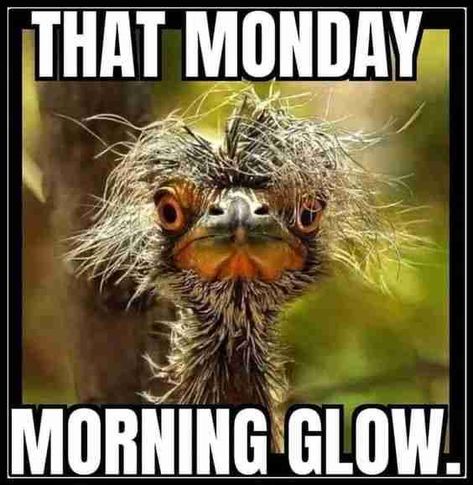 Collection of Best Manic MONDAY MEMES 2023 - Guide For Geek Moms Humour, Monday Morning Humor, Happy Monday Quotes, Monday Humor Quotes, Monday Morning Quotes, Funny Day Quotes, Good Monday Morning, Good Morning Funny Pictures, Morning Memes