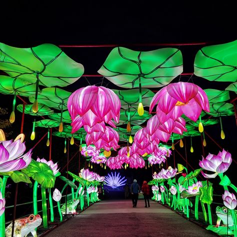 NBC Connecticut - The “Glow Wild” Lantern Festival is... Glow Garden Ideas, Big Halloween Decorations, Navratri Decoration, Workshop Cafe, Tropical Disco, Asian Lanterns, Glow Garden, School Dance Ideas, Event Entrance