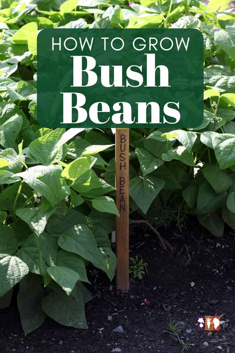 Learn how to grow Bush beans in the home garden with these tips to plant, grow, and harvest bush beans in your vegetable garden. Growing Bush Beans, Garden Grid, Healthy Beans, Garden Prepping, Bush Garden, Bean Plant, Bush Beans, Best Perennials, Plant Diseases