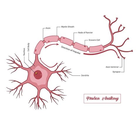 Vector human neuron structure nerve cell... | Premium Vector #Freepik #vector #nerve #brain #brain-health #anatomy Nerve Drawing, Neuroscience Wallpaper, Structure Of Human Brain, Nerve Diagram, Neuron Drawing, Neuron Anatomy, Neuron Diagram, Nerves Anatomy, Human Brain Diagram