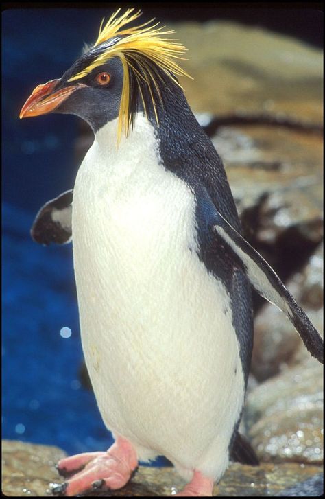 Penguin Photos, Royal Penguin, Macaroni Penguin, Rockhopper Penguin, Penguin Coloring Pages, Penguin Pictures, Penguin Species, African Penguin, Extinct Animals