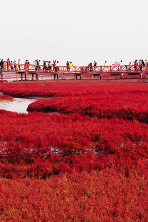 Check out "Panjin Red Beach" in China Nature, Red Beach China, China Beach, China Travel Guide, River Mouth, Red Lake, Red Beach, Colorful Places, Travel Asia