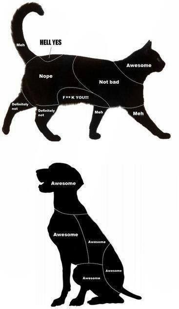 Cats VS dogs Dog Training, Picture Quotes, Pet Health, Cat Vs Dog, Cat Condo, Pet Training, Cat Scratching, Cats And Dogs, Dog Memes