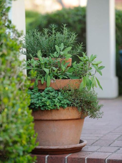 Mediterranean herbs such as thyme, sage, oregano and rosemary grow well in terra-cotta clay containers because the material dries out quickly and provides great drainage. Group plants together that have the same growing needs — sunlight, soil and moisture. Herbs like oregano, rosemary, lavender, cilantro, fennel, and dill thrive in full sun. Mints, chives, parsley and sage can handle dappled shade. Edible Garden, Herb Garden Design, Edible Landscape, Avocado Dessert, Gardening Techniques, Edible Landscaping, Landscaping Tips, Edible Plants, Landscaping Plants