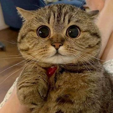 Cute Kitten, Big Eyes, A Cat