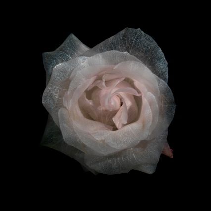 Alexander James @ The Studio Building via f-stop mag. Plant Structure, Nothing But Flowers, Back To Nature, Design Architecture, Flowers Photography, White Rose, Rose Petals, Stardust, Architecture Art