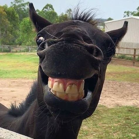 14 Funny Pictures For Horse Lovers 0.5 Pictures Of Animals, Horse Smile, Funny Horse Pictures, Laughing Animals, Smiling Animals, Rasy Koni, Funny Horses, Animale Rare, Funny Horse