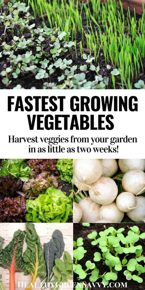 Homegrown Vegetables, Growing Crops, Growing Vegetables At Home, Homesteading Life, Fast Growing Vegetables, Homestead Gardening, Vegetable Harvest, Vegetable Farming, Seasonal Living