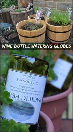 Upcycling, Permaculture, Plants Good For Cats, Upcycle Wine Bottles, Self Watering Bottle, Garden Beds Diy, Indoor Plants Decor, Wine Bottle Garden, Beds Diy