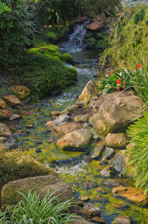 duthie park Garden Stream, Arsitektur Art Deco, Taman Air, Birds Chirping, Garden Waterfall, Natural Pond, Pond Landscaping, Waterfalls Backyard, Nature Wallpapers