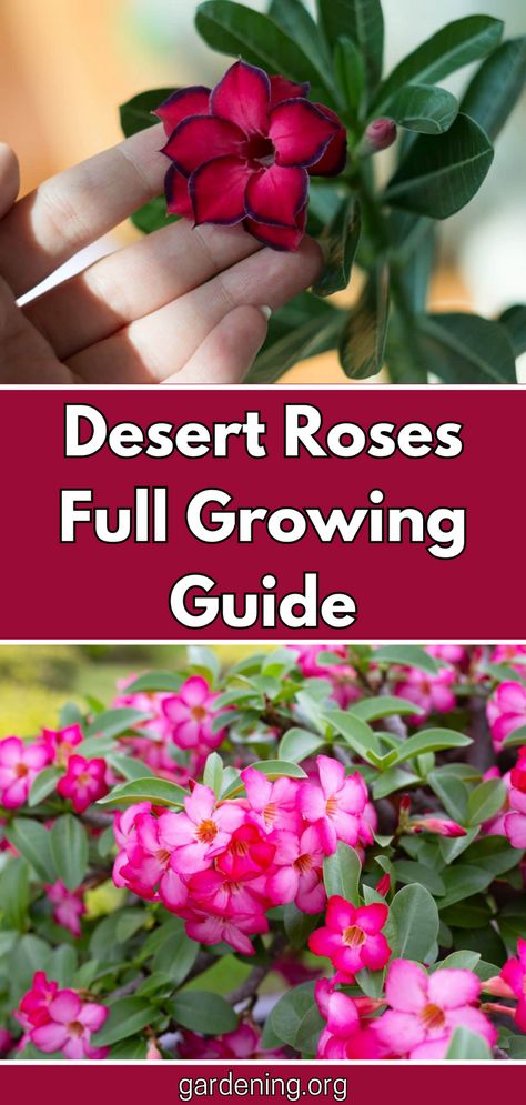 Pruning Desert Rose Plant, Desert Rose Plant Landscaping, Dessert Rose Plant, Desert Rose Care, Monstera Plant Care, Rooting Roses, Desert Roses, Desert Rose Plant, Rose Plant