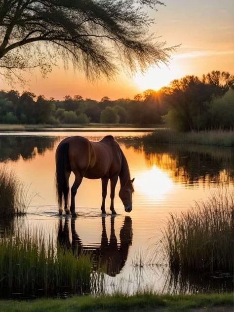 Horses Astethic, Shetland Cow, Horse Autumn, Wild Horse Pictures, Cai Sălbatici, Beautiful Horses Photography, Cute Horse Pictures, Horse Inspiration, Horse Wallpaper