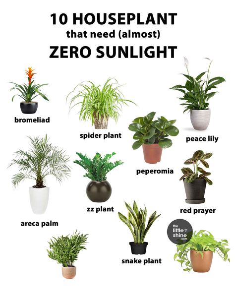 House Plants That Need Almost Zero Sunlight Salmon Marinade Recipes, Low Light House Plants, Peace Lily Plant, Salmon Marinade, Indoor Plants Low Light, Low Light Indoor Plants, Pork Marinade, Black Mustard Seeds, Houseplants Low Light