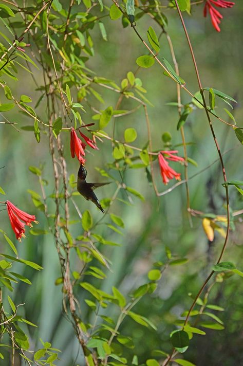 Japanese Honeysuckle vs Native Honeysuckle Vine Coral Honeysuckle, Japanese Honeysuckle, Honeysuckle Vine, Habitat Garden, Butterfly Houses, Honeysuckle Flower, Garden Solutions, Invasive Plants, Wildlife Habitat