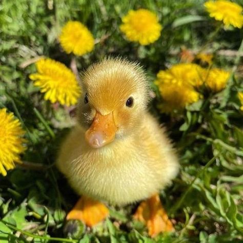 This is Lennie, one of Bella and Benknee's ducklings!! Need names for the other duckies. Baby Duck Aesthetic, Canard Aesthetic, Yellow Duck Aesthetic, Baby Ducks Aesthetic, Ducklings Aesthetic, Cute Ducklings Aesthetic, Duckling Aesthetic, Ducky Aesthetic, Ducks Aesthetic