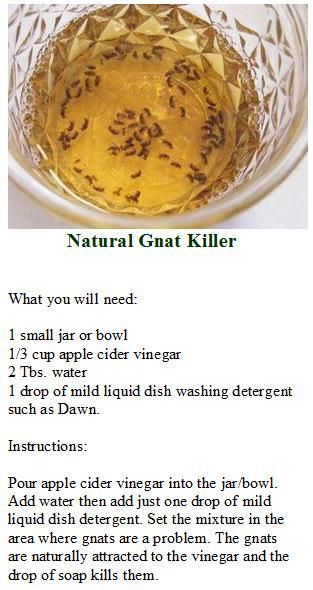 Apple Cider Vinegar Water, How To Get Rid Of Gnats, Bug Spray Recipe, Kill Bugs, Diy Pest Control, Ant Killer, Small Container, February Nails, Natural Pest Control