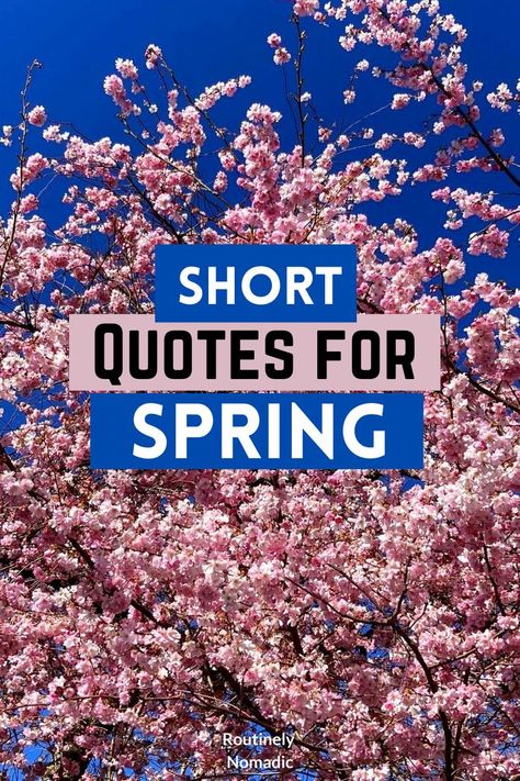 Did you just have the most amazing time enjoying a spring day and are now looking for the best short spring quotes for inspiration and Instagram? Here are the best cute, funny, inspirational quotes about spring life and new beginnings. Find the best one that fits your experience, picture or just inspires you! Bloom Quotes Inspirational, Spring Qoutes, Spring Quotes Short, Short Spring Quotes, Spring Funny Quotes, Spring Inspirational Quotes, Quotes About Flowers Blooming, Springtime Quotes, Flower Quotes Inspirational