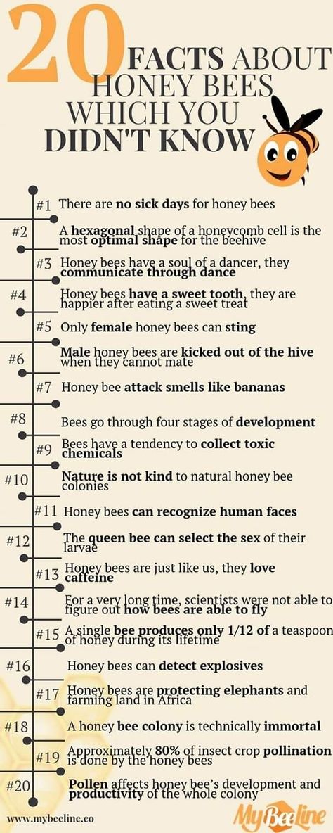 Nature, Facts About Honey Bees, Learning About Bees, How Bees Make Honey, Facts About Bees, Facts About Honey, Honey Facts, Honey Bee Facts, Bees And Honey