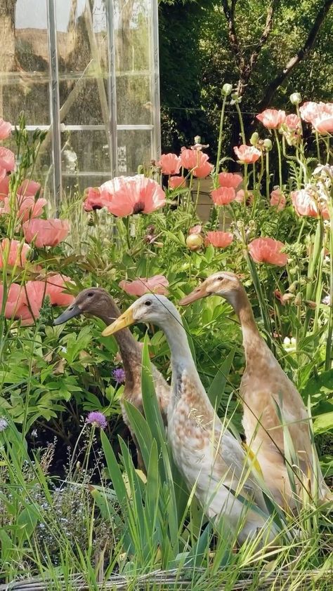 Runner Ducks, Cottage Aesthetic, Future Farms, Cottage In The Woods, Dream Cottage, Hobby Farms, Spring Aesthetic, Farm Gardens, Cozy Cottage