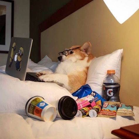 31 Funny Pics & Memes Filled With Strangely Odd Humor 10 Funny Dogs, Dachshund, Single Sein, Corgi Dog, Welsh Corgi, Dog Memes, 귀여운 동물, Animal Memes, Funny Cute