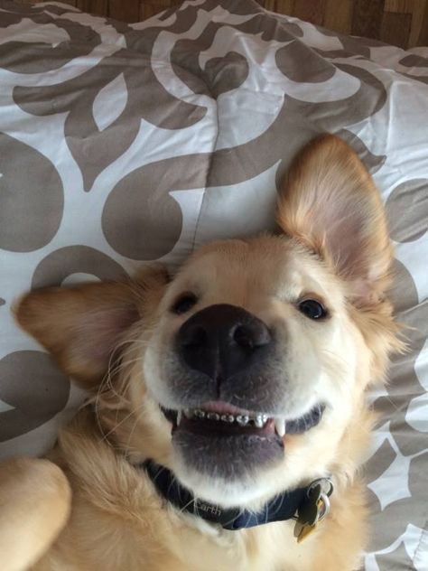 SPRING LAKE, Mich. — A Golden Retriever puppy received some shiny new braces and he’s still smiling despite the new mouth addition. Veterinarian Dr. James Moore, known as the “doggie de… Dog With Braces, Dog Braces, Perros Golden Retriever, Goofy Dog, Adorable Puppies, Golden Retriever Puppy, Retriever Puppy, Happy Animals, Cuteness Overload