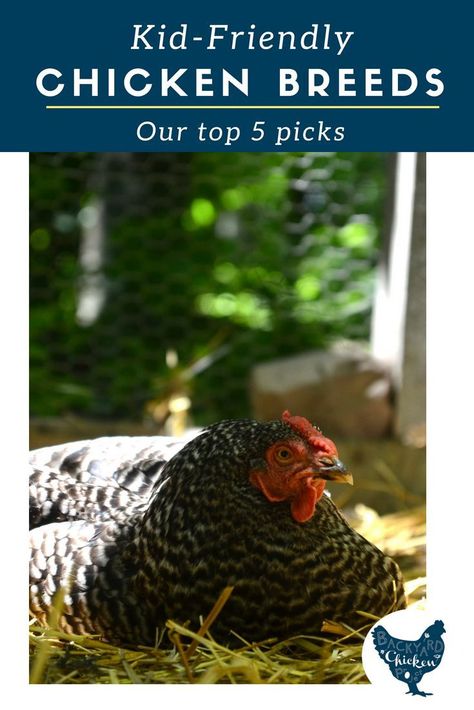 Homesteading Urban, Best Chicken Breeds, Chicken Coop Bedding, Urban Chicken Farming, Baby Chicks Raising, Chicken Incubator, Laying Chickens, Raising Farm Animals, Raising Chicks