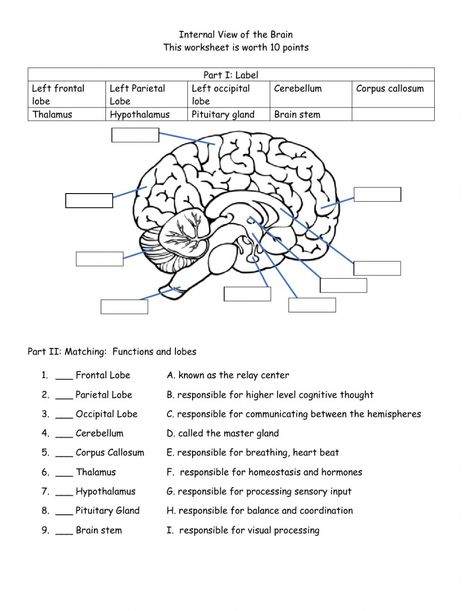 Brain Worksheet, Function Diagram, Body Parts For Kids, About Brain, Occipital Lobe, Corpus Callosum, Biology Worksheet, Nurse Study Notes, Biology Classroom