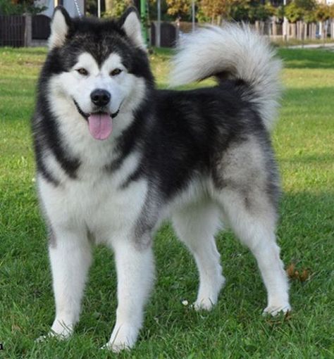 Alaska Dog, Malamute Husky, Malamute Dog, Malamute Puppies, Alaskan Husky, Most Beautiful Dogs, Cute Husky, Siberian Husky Dog, Snow Dogs