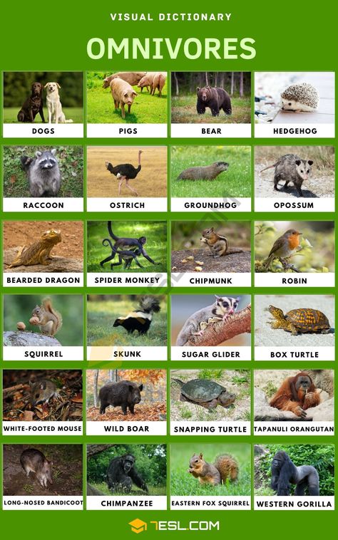 Omnivore: List of Amazing Animals that Are Omnivores Carnivores Animal, Omnivores Animals, Herbivores Animals, Carnivore Animals, Basic English For Kids, Carnivores Herbivores Omnivores, Omnivorous Animals, Animal Types, Animal Vocabulary
