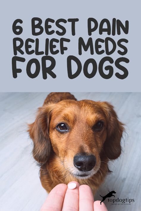 Sick Dog Remedies, Dog Health Tips, Sick Dog, Cry Out, Marketing Blog, Pet Hacks, Canine Companions, Happy Animals, Blog Marketing