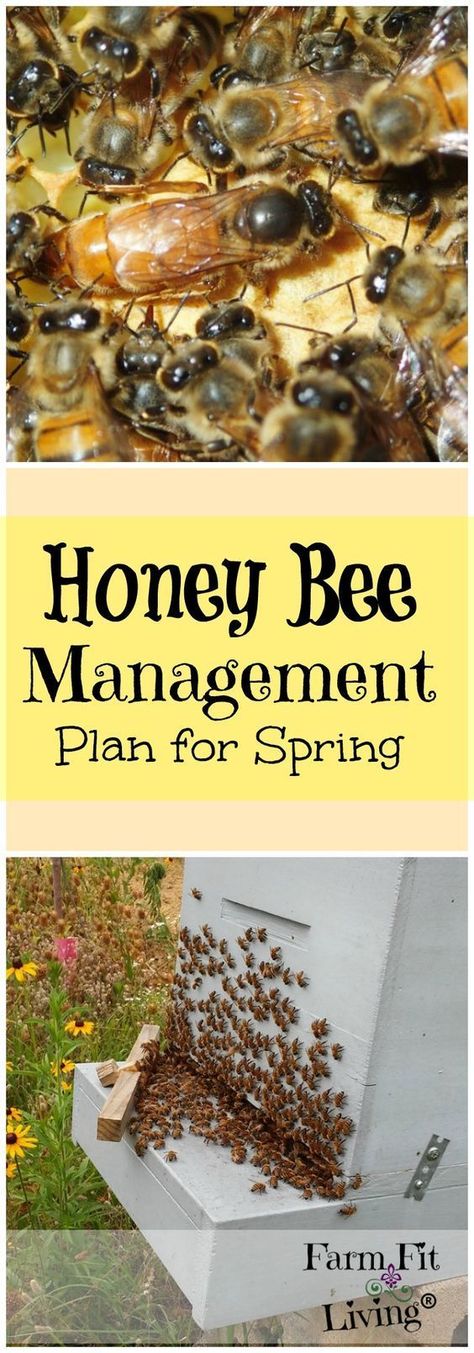 Honey Bee Management Plan for Spring Bee Hive Plans, Beekeeping For Beginners, Raising Bees, Backyard Beekeeping, Bee Boxes, Bee Farm, Bee Keeper, Live Fit, Busy Bee