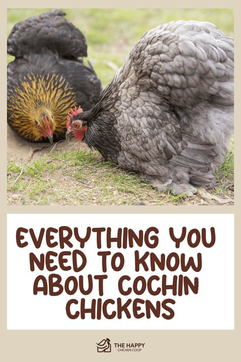 Discover the charm of Cochin Chickens - these adorable fluffy creatures are a sight to behold. Dive deeper into the world of this stunning breed and find out if they're the perfect addition to your poultry family. Explore their unique characteristics and determine if a Cochin Chicken is the ideal hen for your flock. Nature, Chicken Harness, Cochin Chickens, Raising Quail, Goat Care, Raising Backyard Chickens, Egg Laying, Diy Chicken Coop, Chicken Breeds