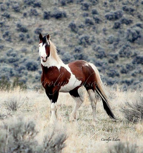 Wild and free!!!!  May he stay that way! Wild Mustangs, Cheval Pie, Cai Sălbatici, Pinto Horse, Mustang Horse, Paint Horse, Majestic Horse, Horse Crazy, Cute Horses