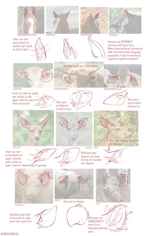 Animal Anatomy Drawing Study, Anatomy Animals Study, Lamb Anatomy, Studying Reference, Deer Drawing, Cartoon Drawings Of Animals, Animal Drawings Sketches, Nature Sketch, Animal Anatomy