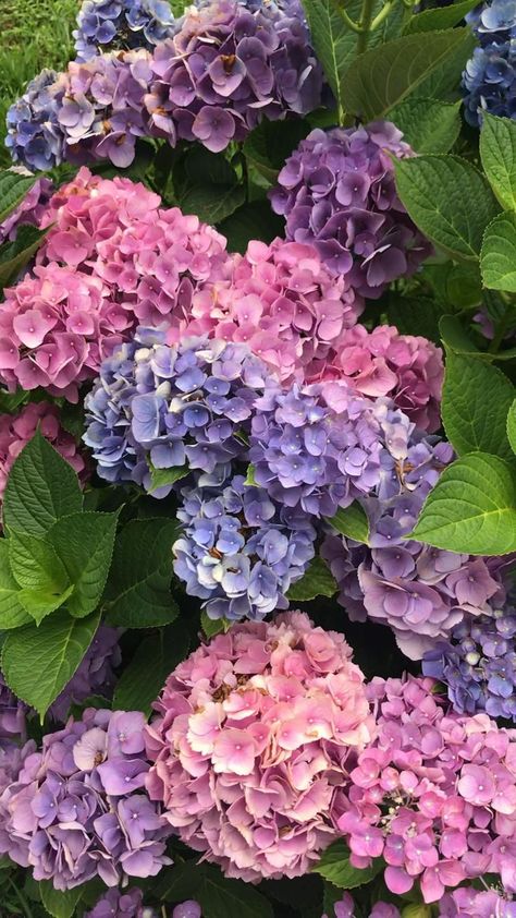 Hydrangea Flower Bed, Garden Beds Diy, Plants With Pink Flowers, Hydrangea Landscaping, Beds Diy, Peonies And Hydrangeas, Hydrangea Care, Hydrangea Garden, Growing Hydrangeas