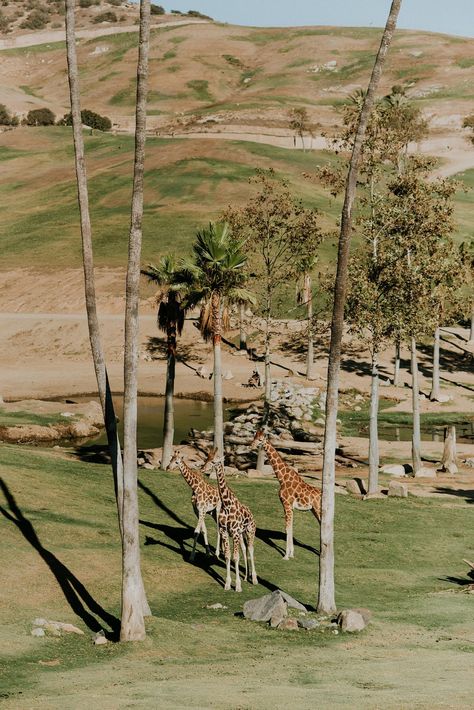 This Scenic Wedding Took Place at the San Diego Zoo Safari Park Zoo Architecture, San Diego Safari Park, San Diego Zoo Safari Park, Scenic Wedding, Safari Park, San Diego Zoo, Unique Venues, California Dreamin', California Girls