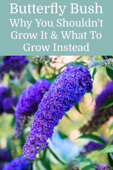 While many gardeners enjoy the beautiful blooms of buddleja and the variety of butterflies it attracts, you should never grow it in your garden. Here's why! Butterfly Perennial Garden, Butterfly Bush Garden Ideas, Grand Cascade Butterfly Bush, Bushes That Attract Butterflies, Propagating Butterfly Bush, Shade Butterfly Garden, Midwest Butterfly Garden, Butterfly Garden Flowers, Butterfly Bushes Landscaping