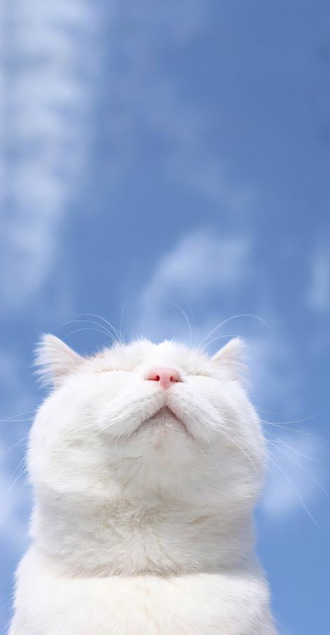 Sky wallpaper Animale Rare, Pet Kitten, Cat Wallpaper, Happy Cat, Pretty And Cute, Beautiful Dogs, White Cat, Cuteness Overload, Cat Life