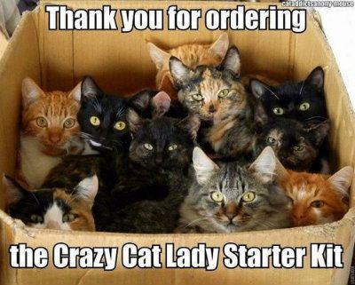 Humour, Funny Cat Captions, Crazy Cat Lady Starter Kit, Fun Facts About Cats, Cat Captions, Lol So True, Memes Cat, Cat Language, Cat Quotes Funny