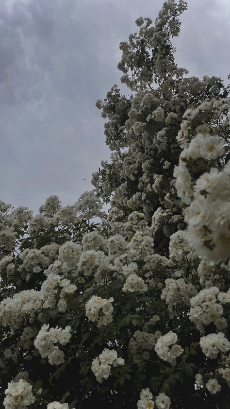 #aesthetic#whiteflowers#rainydays#vibe#flowerinspo#inspo#summer#july#june#august#switzerland#germany#thunderstormvibes#thunder#rain#white#cloudy#darkclouds#wheater#flower#flowers Germany, Switzerland, Thunder Rain, Rain And Thunder, Cloudy Weather, Flower Therapy, Flower Field, White Flowers, That Look