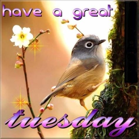 have a great Tuesday quotes quote bird days of the week tuesday tuesday quotes Colourful Birds, Kinds Of Birds, Exotic Birds, Pretty Birds, Bird Photo, Colorful Birds, Little Birds, Small Birds, Wild Birds