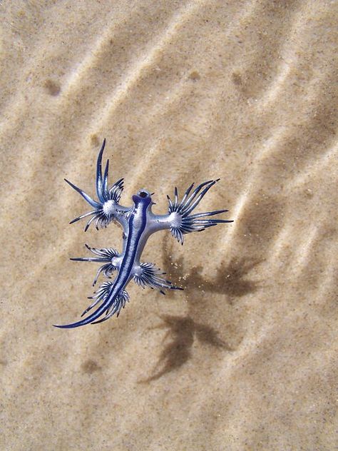 glaucus atlanticus sea slug - Google Search Blue Dragon Sea Slug, Blue Sea Slug, Cool Sea Creatures, Glaucus Atlanticus, Weird Sea Creatures, Sea Slugs, Sea Slug, Beautiful Sea Creatures, Interesting Animals