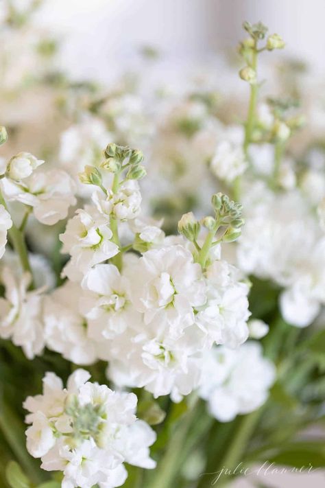 Find everything you need to know about fragrant, fluffy stock flowers! This charming, ruffly old-fashioned garden flower is one of the most underrated blooms around - learn how to make a white stock flower arrangement. Stock Flower Bouquet, White Stock Flower, Stock Flowers, View Flower, Julie Blanner, Stock Flower, Diy Home Decor Ideas, White Stock, Delphinium
