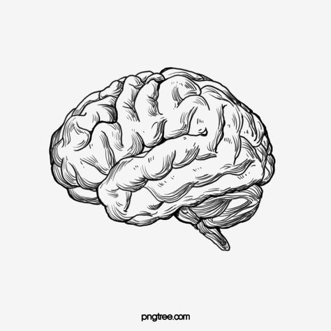 Brain Ink Drawing, Cool Brain Art, Brain Pencil Drawing, Brain Vector Illustration, Brain Outline Drawing, American Traditional Brain Tattoo, Brain Sketch Art, Realistic Brain Drawing, Human Brain Tattoo