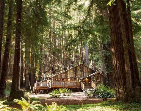 Hippies, Forest Wedding Ideas, Redwood Forest California, Redwood Forest Wedding, Forest Inspired Wedding, Forest Wedding Venue, A Cabin In The Woods, Redwood Wedding, Wedding Ceremony Script