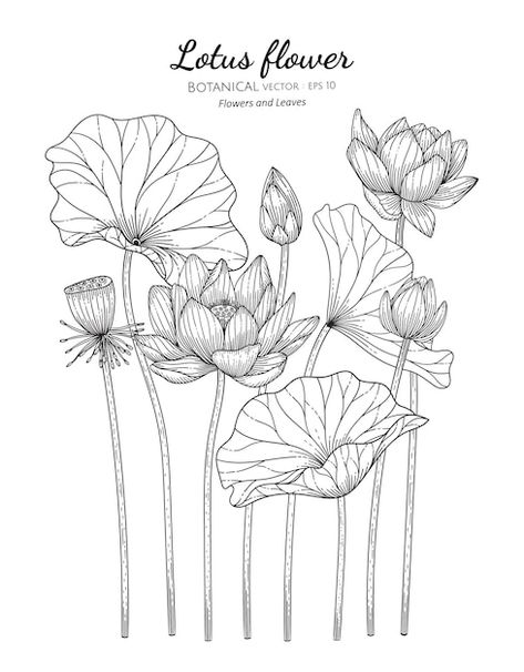 Lotus Flower Mural, Lotus Illustration Design, Lotus Flower Art Design, Lotus Leaf Drawing, Lotus Leaf Illustration, Lotus Flower Sketch, Lotus Flower Vector, Lotus Illustration, Lotus Flower Drawing