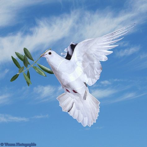 A dove was released by Noah after the flood in order to find land; it came back carrying an olive leaf in its beak, telling Noah that, somewhere, there was land. #Peace #inspiring Olive Branch Art, Peace Pigeon, Dove With Olive Branch, Dove Images, White Pigeon, Egg Pictures, Peace Bird, Dove Pictures, Love Heart Images