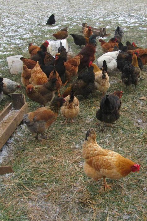 Farm Animals Chickens, Chickens On A Farm, Chickens Aesthetic Farm, Adorable Farm Animals, Unique Farm Animals, Chicken Asthetic Picture, Farm Animals Aesthetic, Chickens Aesthetic, Pretty Chickens