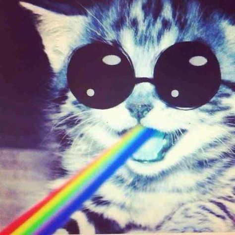 Nyan cat's cousin maybe? Haha fun. Tumblr, Store For Kids, Costumes Dance, Gear Accessories, Festival Gear, Nyan Cat, Christmas Costume, Costume Store, Dance Wear