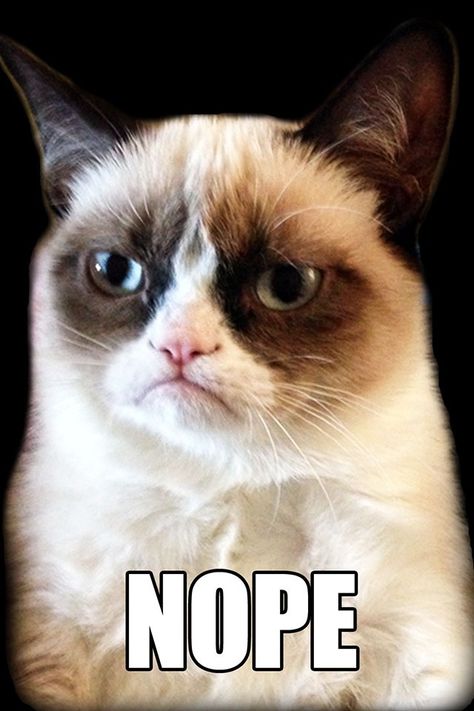Grumpy Cat- Nope Los Angeles, Nature, Nope Meme, Grump Cat, Cat Grumpy, Grumpy Cat Meme, Crochet Dreams, Work Funny, Cat Humor